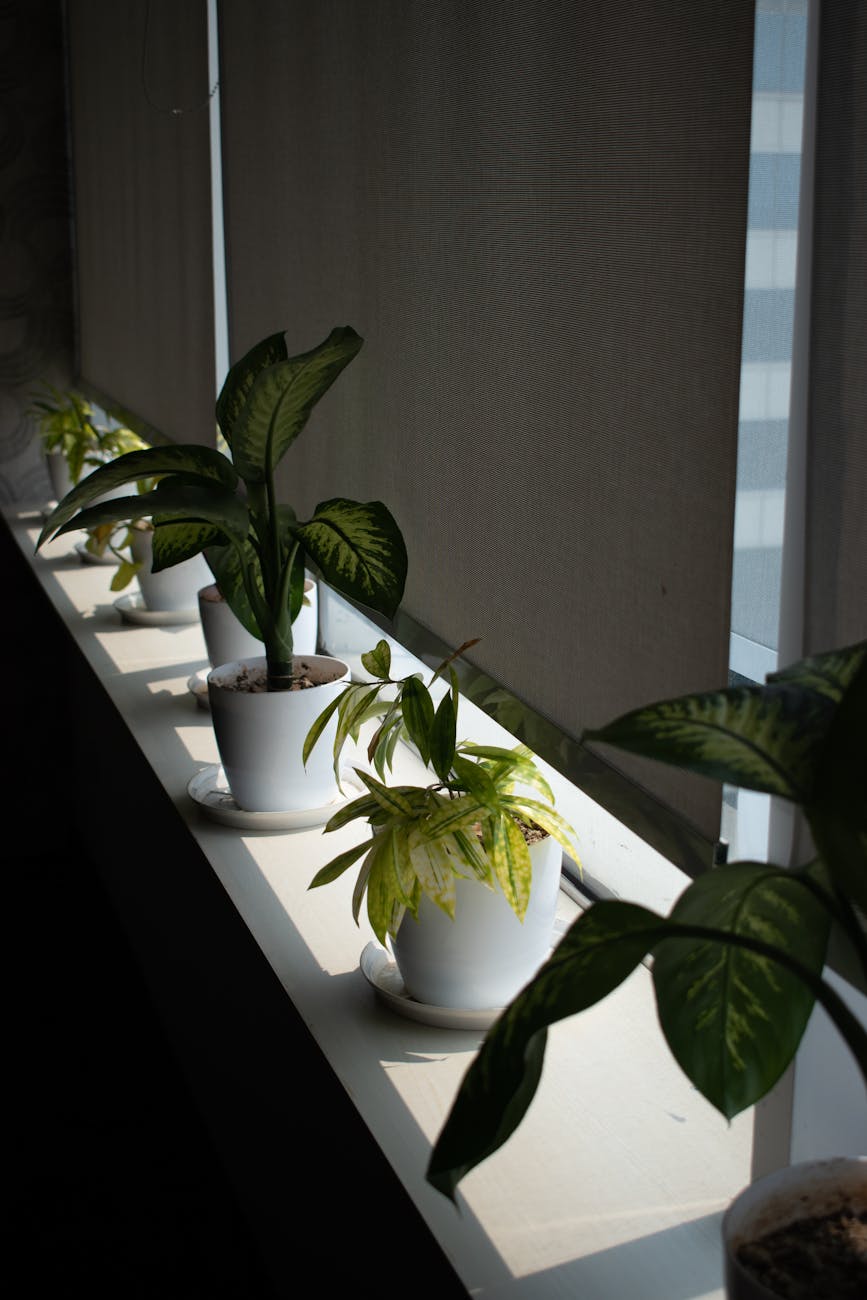 Bright interior with green plants and installed shades